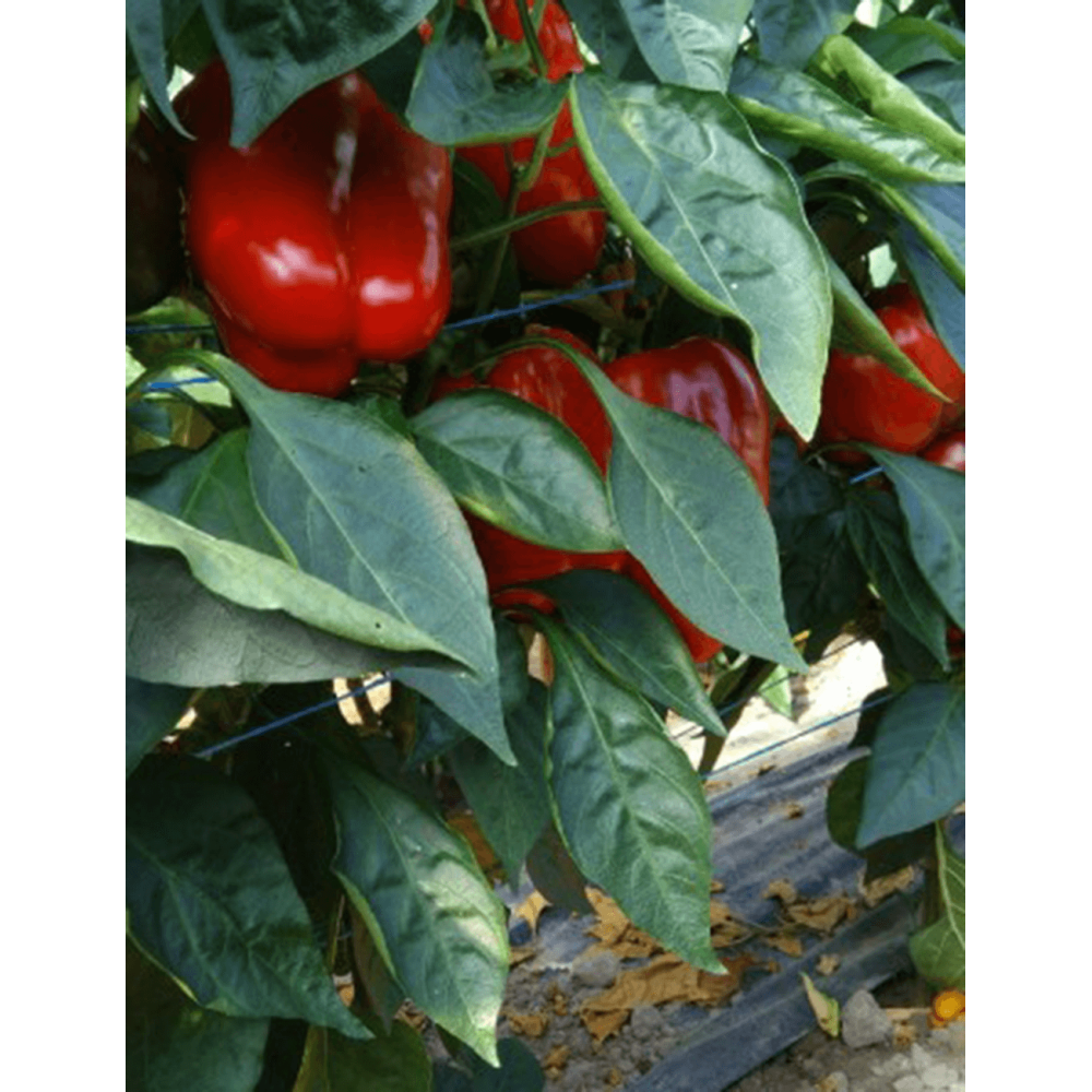 PAPRYKA HIPNOZA 1 TYS. F1 ST