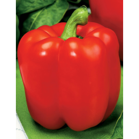 PAPRYKA SYMFONIA 1 TYS. F1 ST