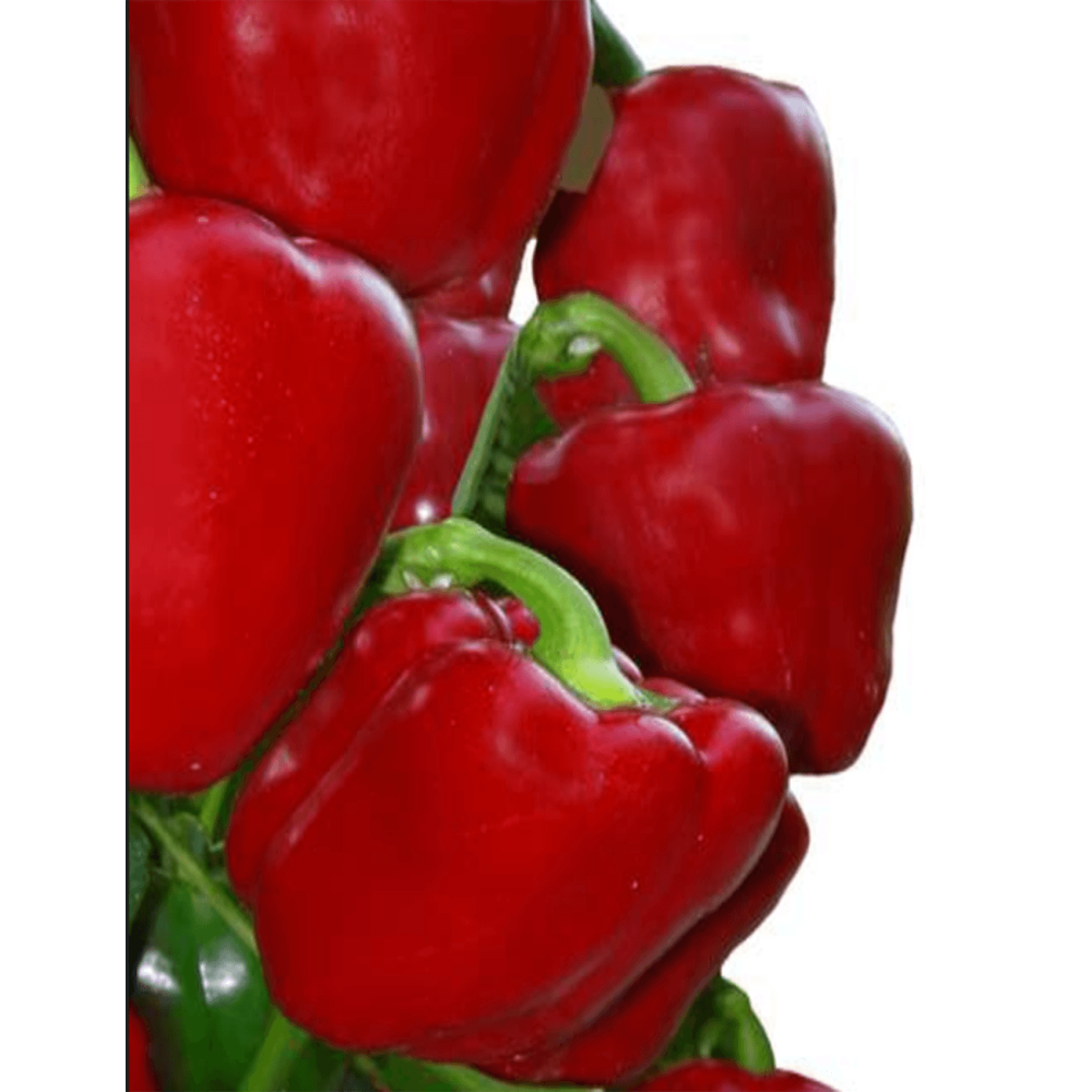 PAPRYKA ROXANA F1 1 TYS. F1 ST