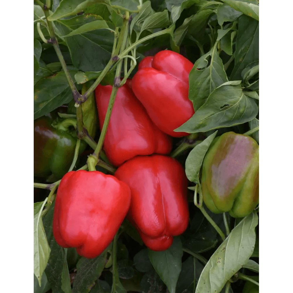 PAPRYKA ROBERTA 1 TYS. F1 ST