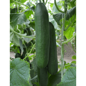 OGÓREK HAMILTON F1 500N ST