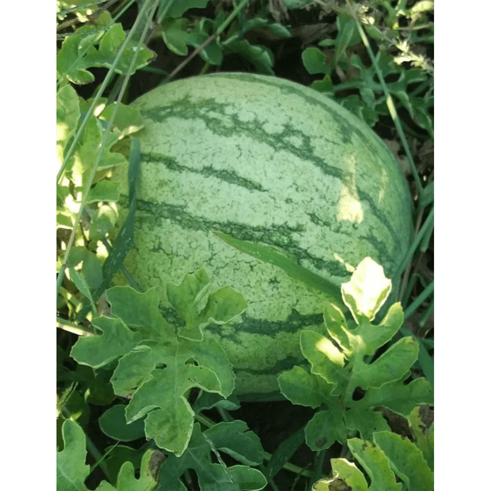 ARBUZ REGUS 500N STD