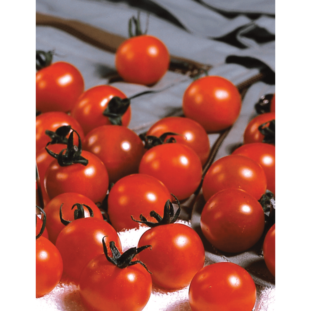 POMIDOR SWEET MILLION 500N STD