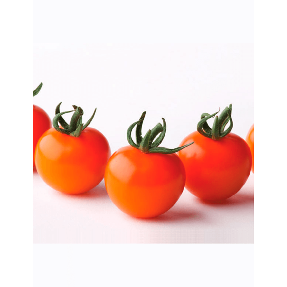 POMIDOR ORANJESTAR GSPP 500N STD