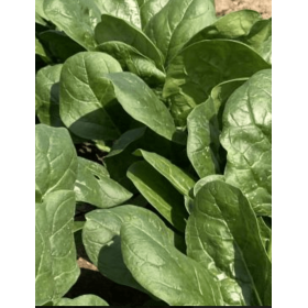 SZPINAK JEEP F1 1 MLN ST