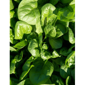 SZPINAK TRAILBOSS F1 1 MLN ST