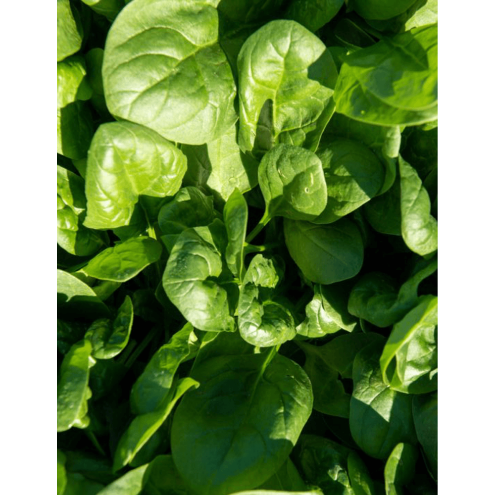 SZPINAK TRAILBOSS F1 1 MLN ST