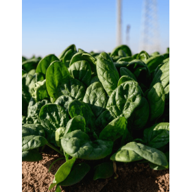 SZPINAK FRONTIER F1 1 MLN ST