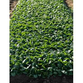 SZPINAK LONGHORN F1 1 MLN ST