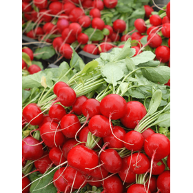 RZODKIEWKA ESCALA F1 (2,75-3,00) 1 MLN ST