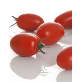 POMIDOR POD OSŁONY OCEANO F1 500 NAS ST