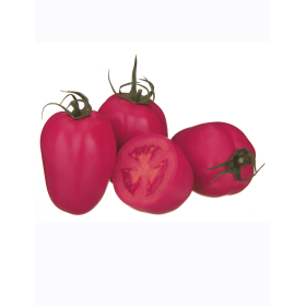 POMIDOR POD OSŁONY MALINOWY O OWOCU WYDŁUŻÓNYM PINK PIONEER F1 500 NAS