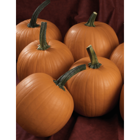 DYNIA TERRAFIN 500N STD