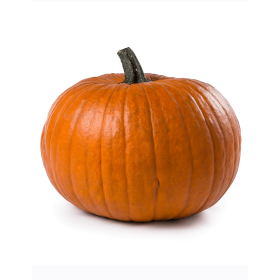 DYNIA BOOMER 500N STD