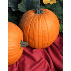 DYNIA BOOMER 500N STD