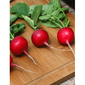 RZODKIEWKA CRUNCHY KING 10T STD