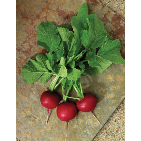 RZODKIEWKA CRUNCHY ROYALE 10T STD