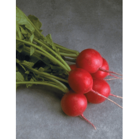 RZODKIEWKA CHERRIETTE 10T STD