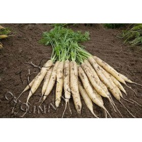 MARCHEW WHITE SATIN F1 (2,0-2,2) 100 TYS