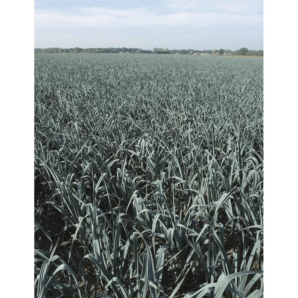 POR FORREST 10T BLAUWGROENE WINTER ST