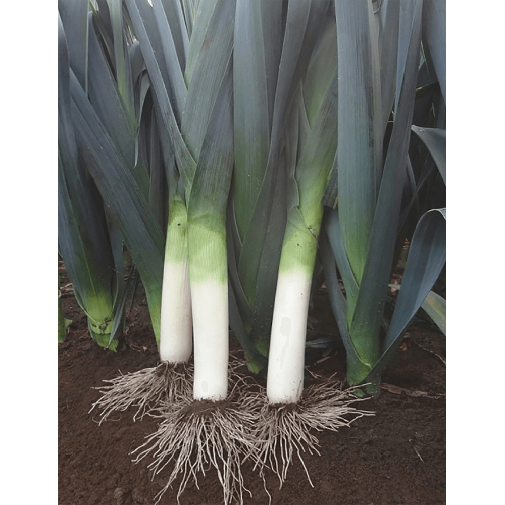 POR CHEROKEE 10 TYS PREC.  ORGANIC STD