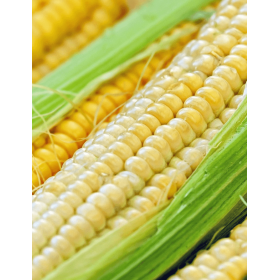 KUKURYDZA KELTICO FAO 230 50 TYS.