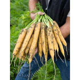 MARCHEW ŻÓŁTA MELLO YELLO F1 100 TYS (1,8-2,0) PRECYZYJNE