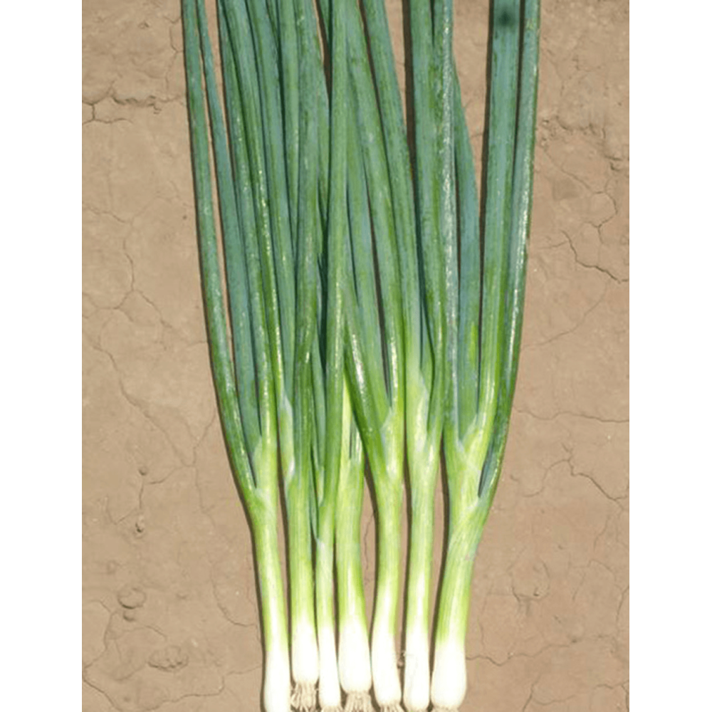 CEBULA BUNCHING STAR 50 TYS. PREC. F1 ST