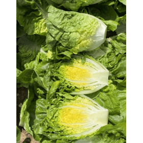 SAŁATA RZYMSKA FLINTOFF 10TYS OTOCZKA ST