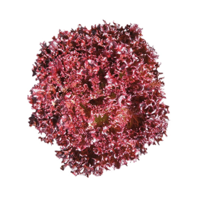 SAŁATA LOLLO ROSSA AZIRKA OTOCZKA 5TYS ST