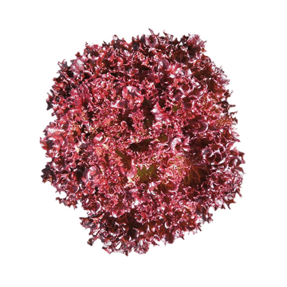 SAŁATA LOLLO ROSSA AZIRKA OTOCZKA 5TYS ST