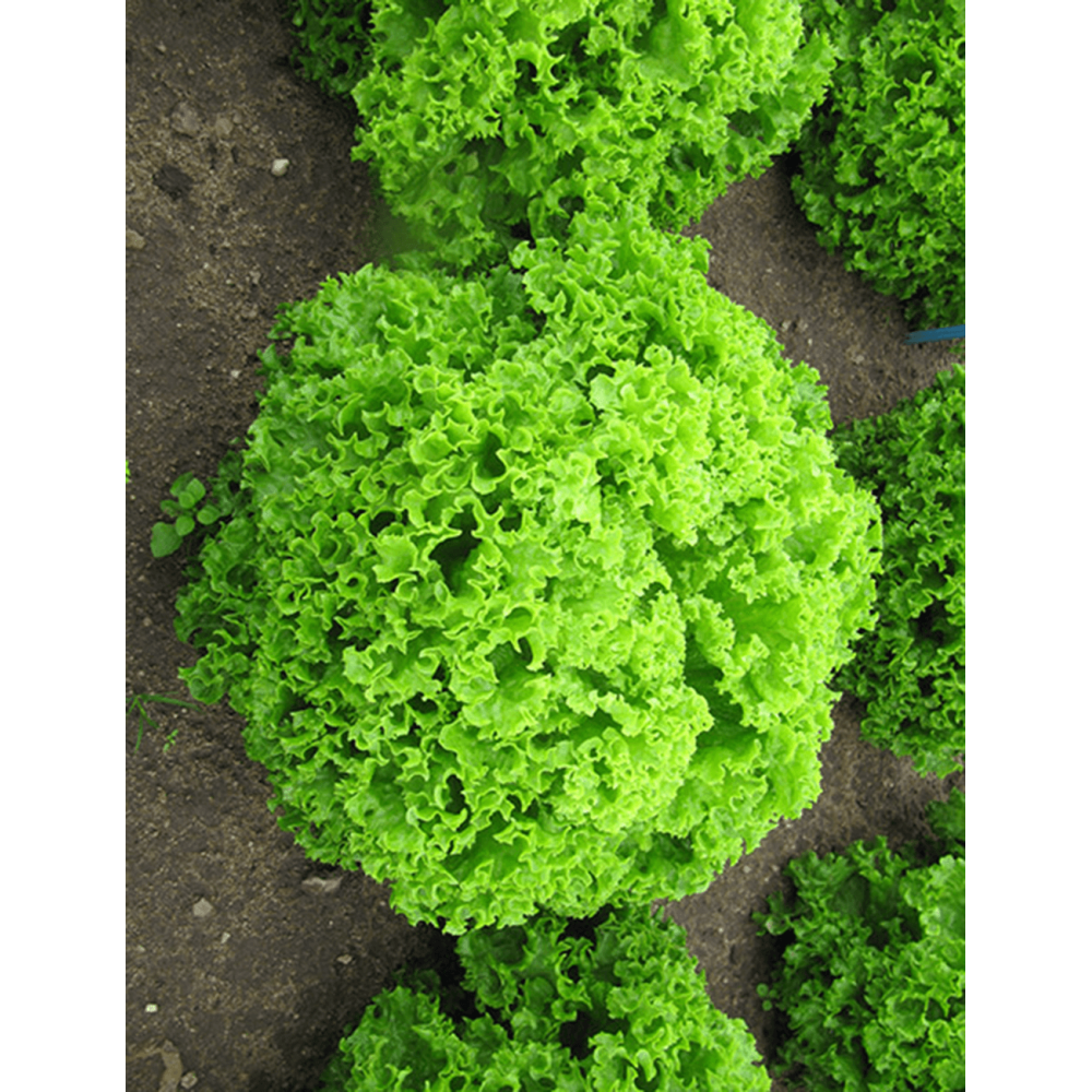 SAŁATA LOLLO BIONDA BRIETTA 5TYS ST