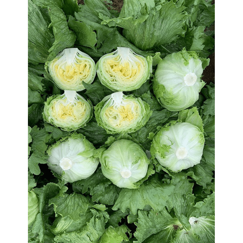 SAŁATA VALERIANO 5 TYS. OTOCZKA ST