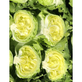 SAŁATA THIBO 5 TYS. OTOCZKA ST