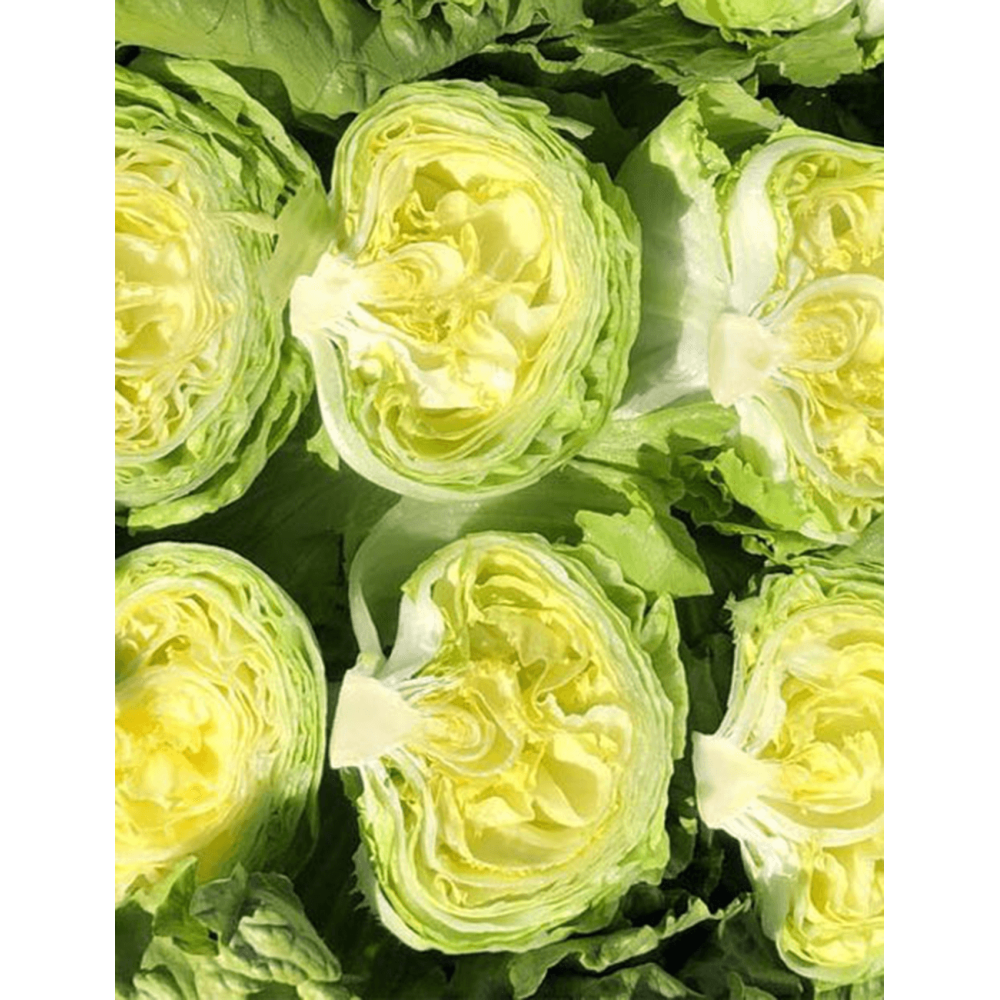 SAŁATA SANTINO 10 TYS. OTOCZKA ST