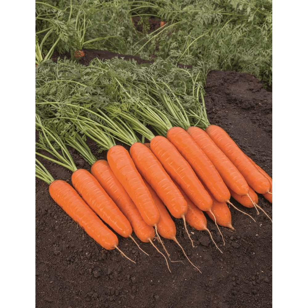 MARCHEW BANGOR F1 (1,6-1,8) 100 TYS