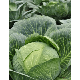 KAPUSTA HYPOO F1 2,5T PREC.