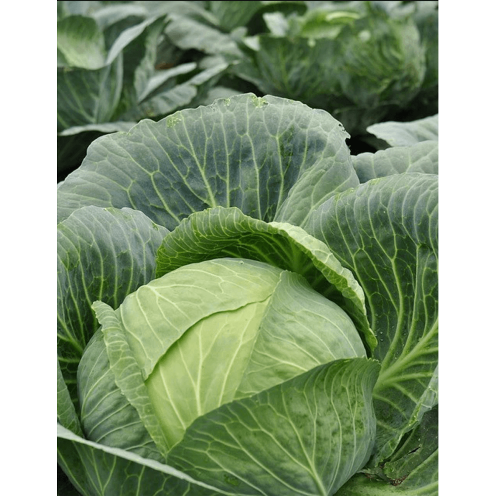 KAPUSTA HYPOO F1 2,5T PREC.