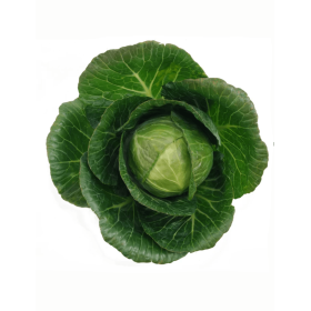 KAPUSTA BIAŁA MONALISA F1 2,5 TYS ST