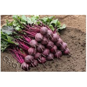 BURAK ĆWIKŁOWY BRESKO F1 25 TYS PRECYZYJNE