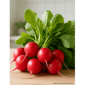 RZODKIEWKA GLORIETTE 10T STD