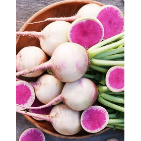 RZODKIEWKA MISATO ROSE FLESH F1 10T STD