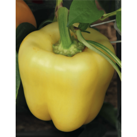 PAPRYKA SALANA 500N STD