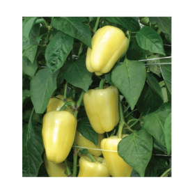 PAPRYKA LAKE 500N STD