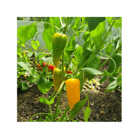 PAPRYKA SUNAKKU YUZU F1 500N STD