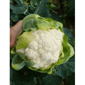 KALAFIOR DENTON 2,5T STD