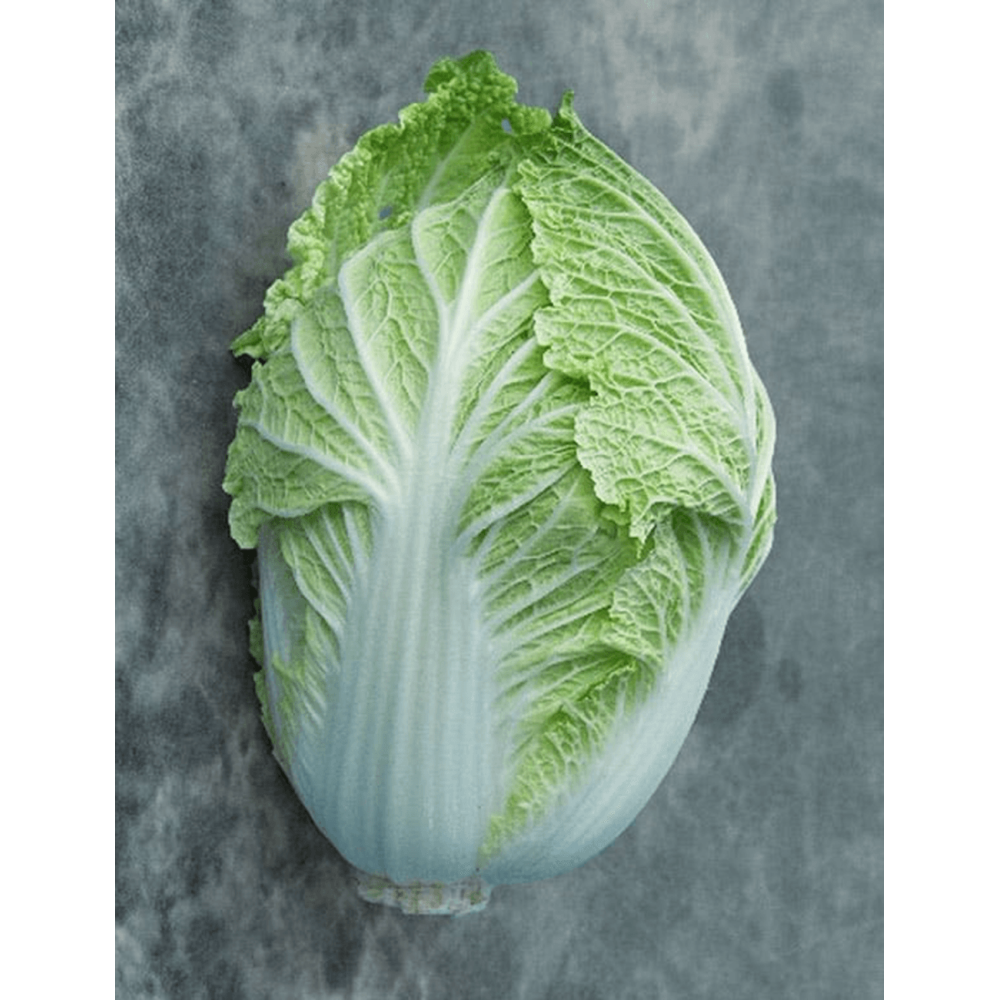 KAPUSTA PEKIŃSKA NATSUKI F1 2,5T STD