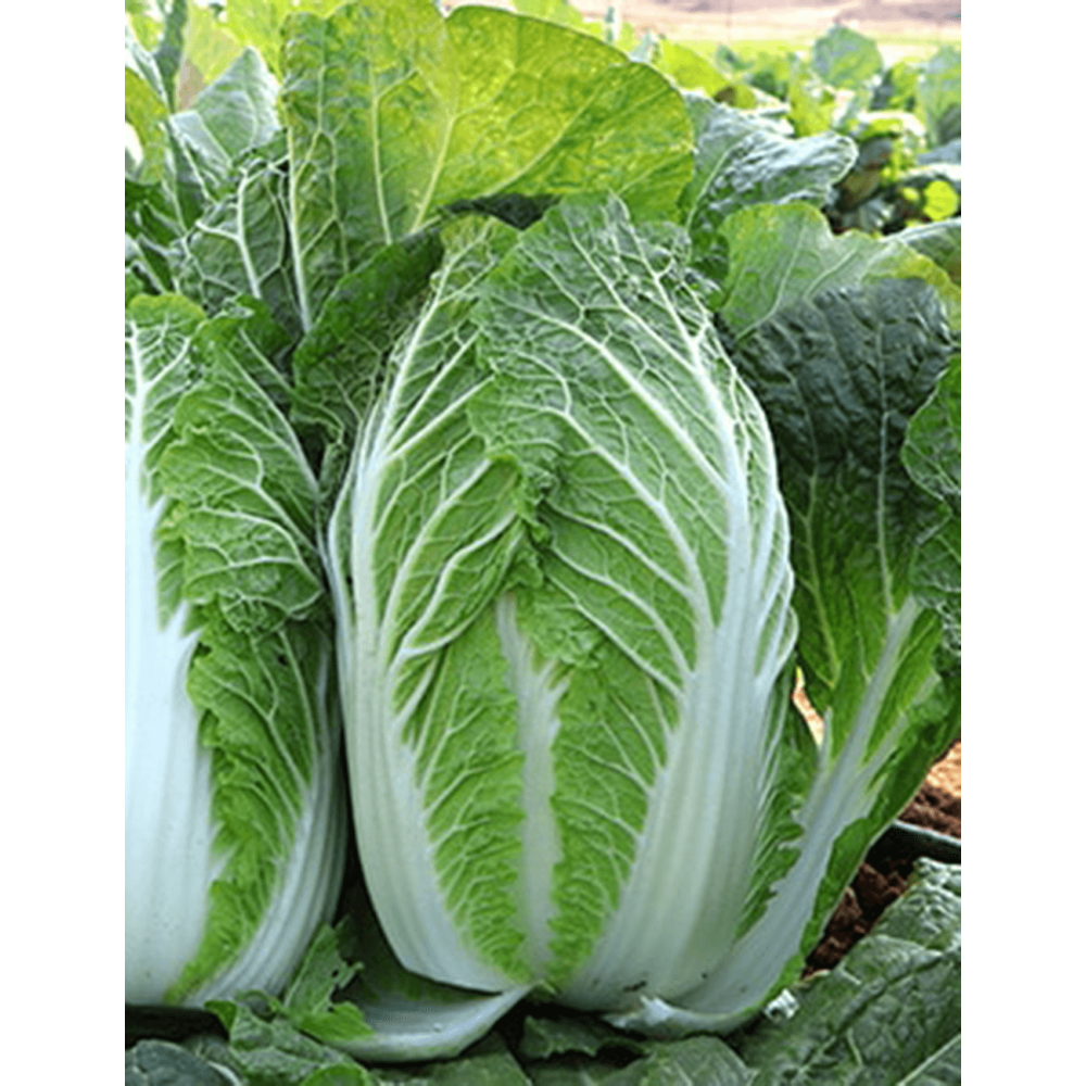 KAPUSTA PEKIŃSKA GENKI 2,5T STD