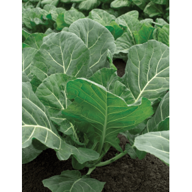 KAPUSTA WŁOSKA FLASH F1 2,5T STD