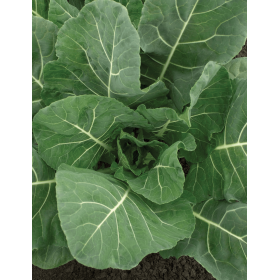 KAPUSTA WŁOSKA FLASH F1 2,5T STD